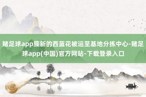 赌足球app簇新的西蓝花被运至基地分拣中心-赌足球app(中国)官方网站-下载登录入口