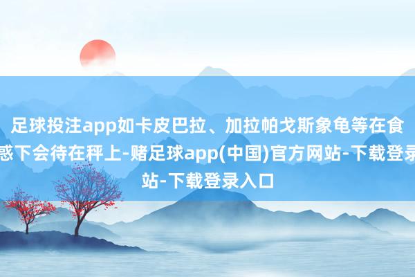足球投注app如卡皮巴拉、加拉帕戈斯象龟等在食品迷惑下会待在秤上-赌足球app(中国)官方网站-下载登录入口