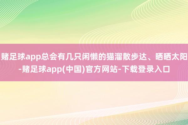 赌足球app总会有几只闲懒的猫溜散步达、晒晒太阳-赌足球app(中国)官方网站-下载登录入口